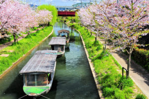 京都-宇治川-桜-舟
