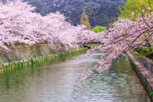 京都-岡崎疎水-桜-イメージ