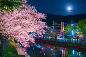 京都-岡崎疎水-桜-ライトアップ