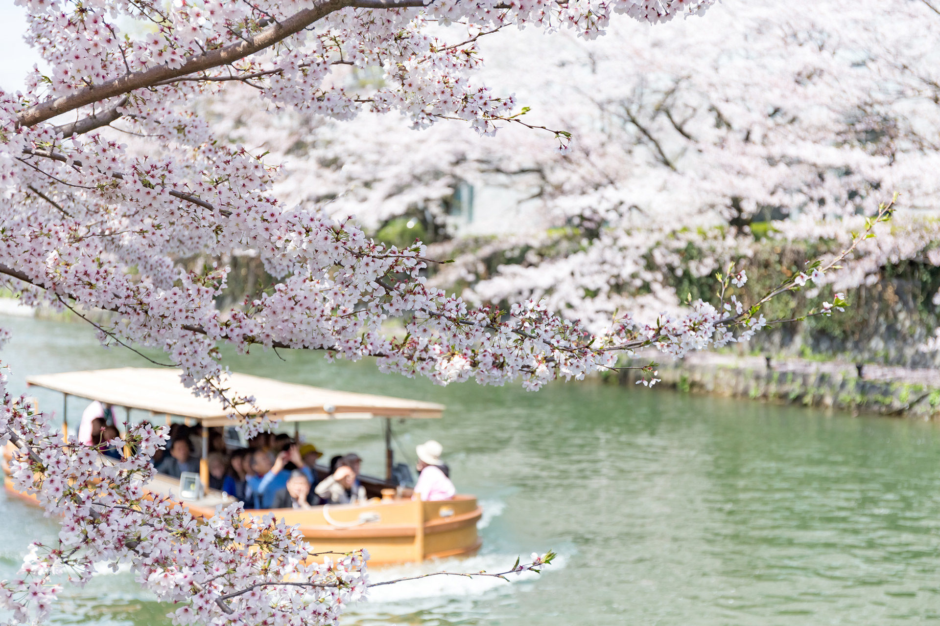 京都-岡崎疎水-桜-舟
