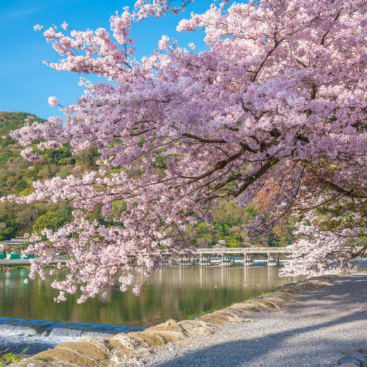 京都-嵐山-桜
