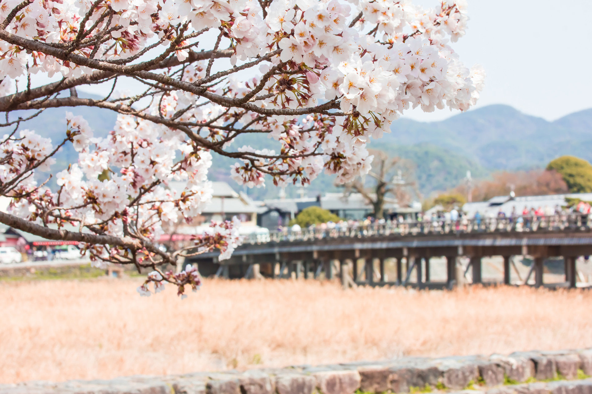 京都-嵐山-桜-イメージ