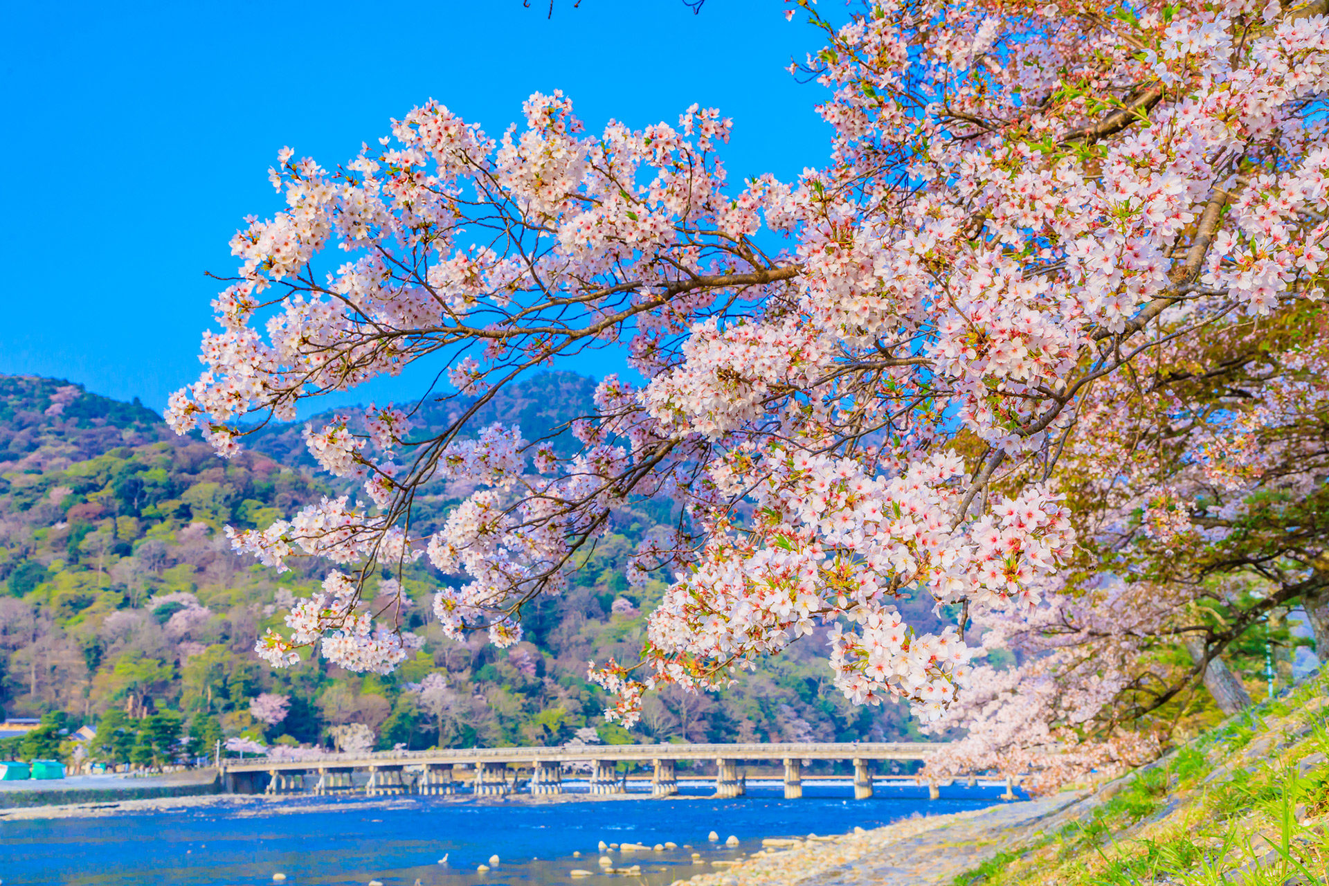 京都-嵐山-桜-スポット
