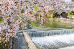 京都-嵐山-桜-舟