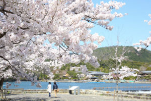 京都-嵐山-桜-風景