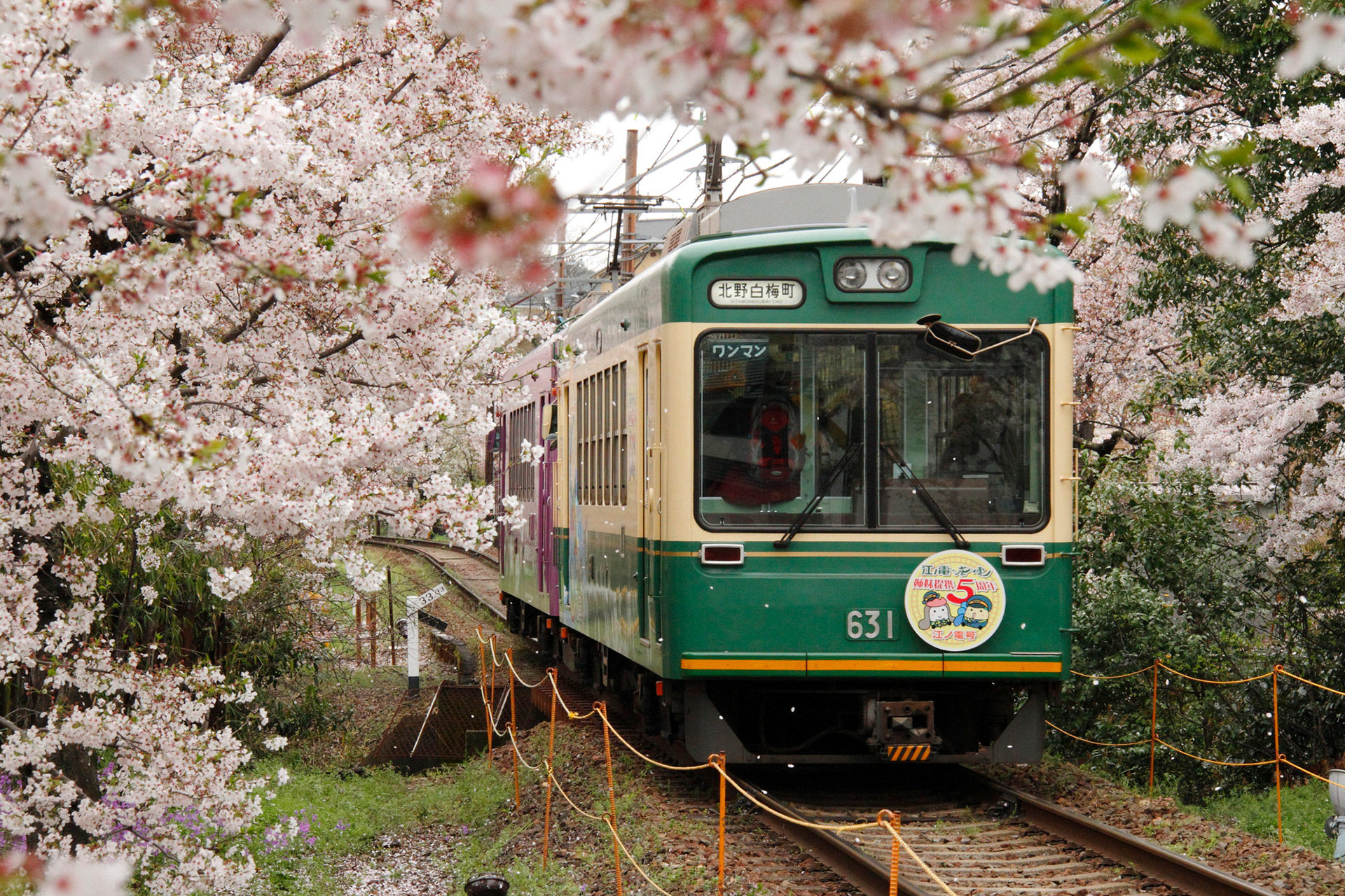 京都-嵐山-桜のトンネル