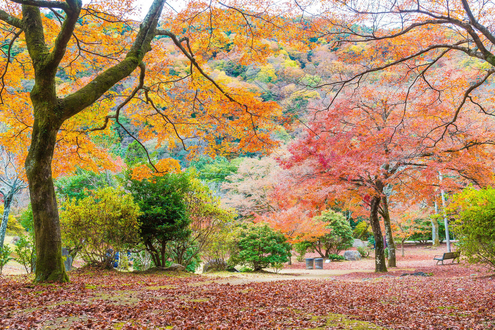京都-嵐山公園-紅葉
