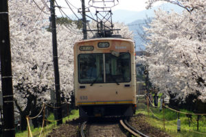 京都-嵐電-桜