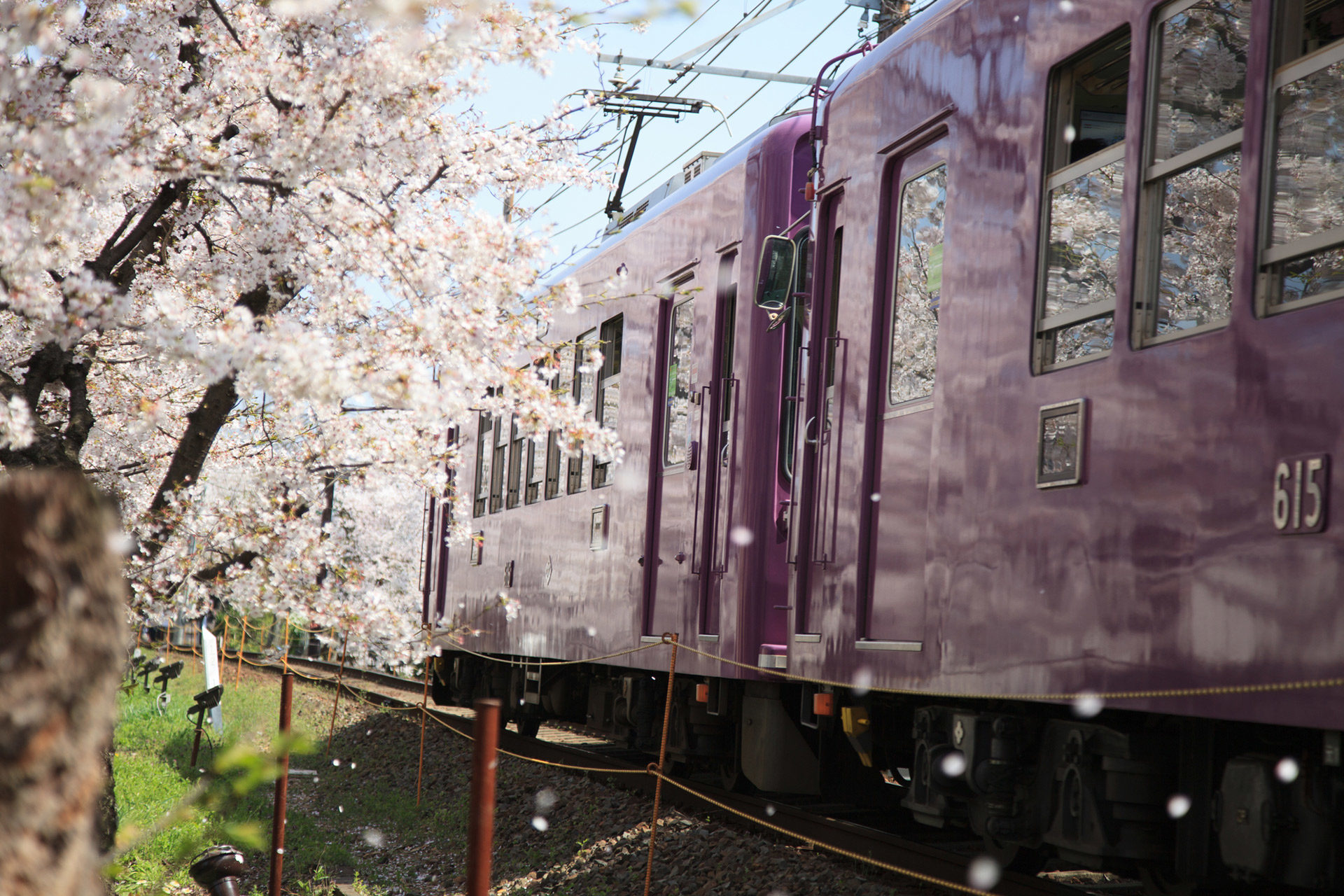 京都-嵐電-桜-景色
