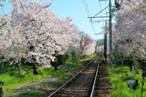 京都-嵐電-桜-風景