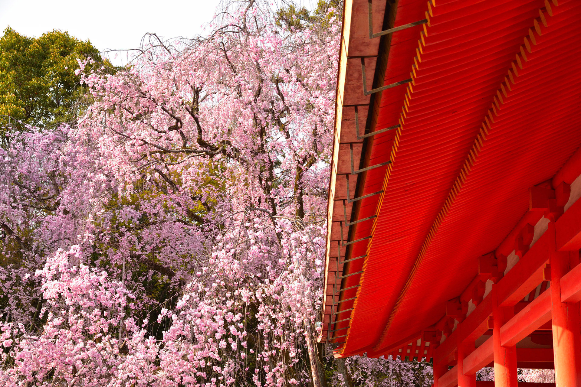 京都-平安神宮-桜-イメージ
