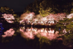 京都-平安神宮-桜-ライトアップ