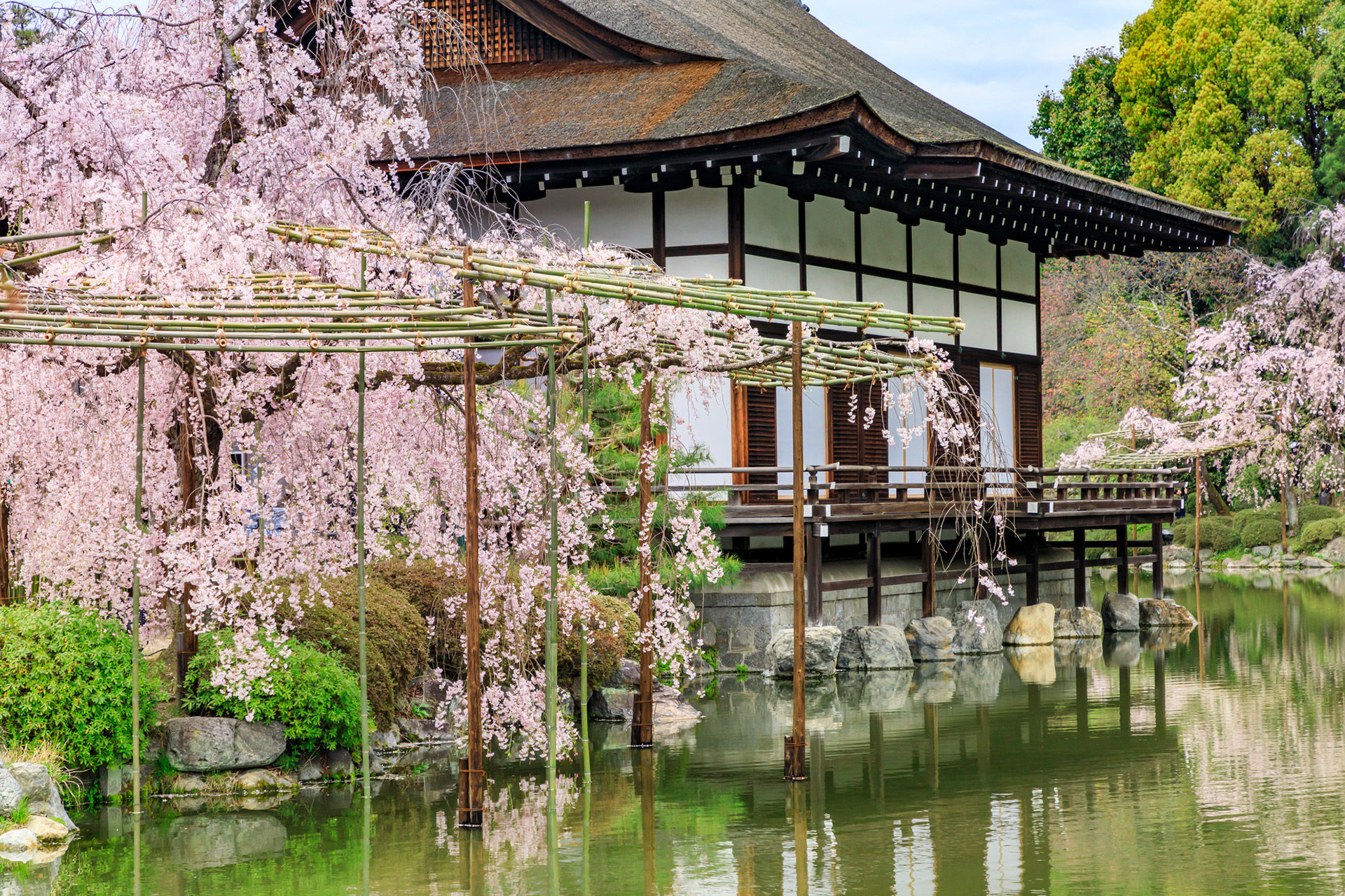 京都-平安神宮-桜