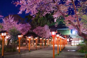 京都 平野神社 夜桜