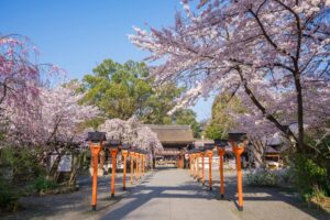 京都 平野神社 桜