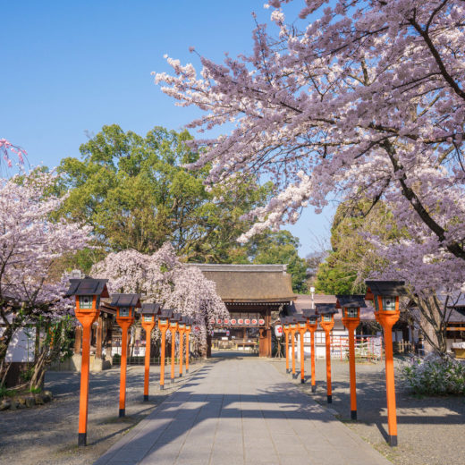 京都-平野神社-桜
