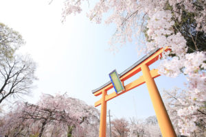 京都-平野神社-桜-イメージ-風景