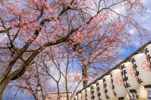 京都-平野神社-桜