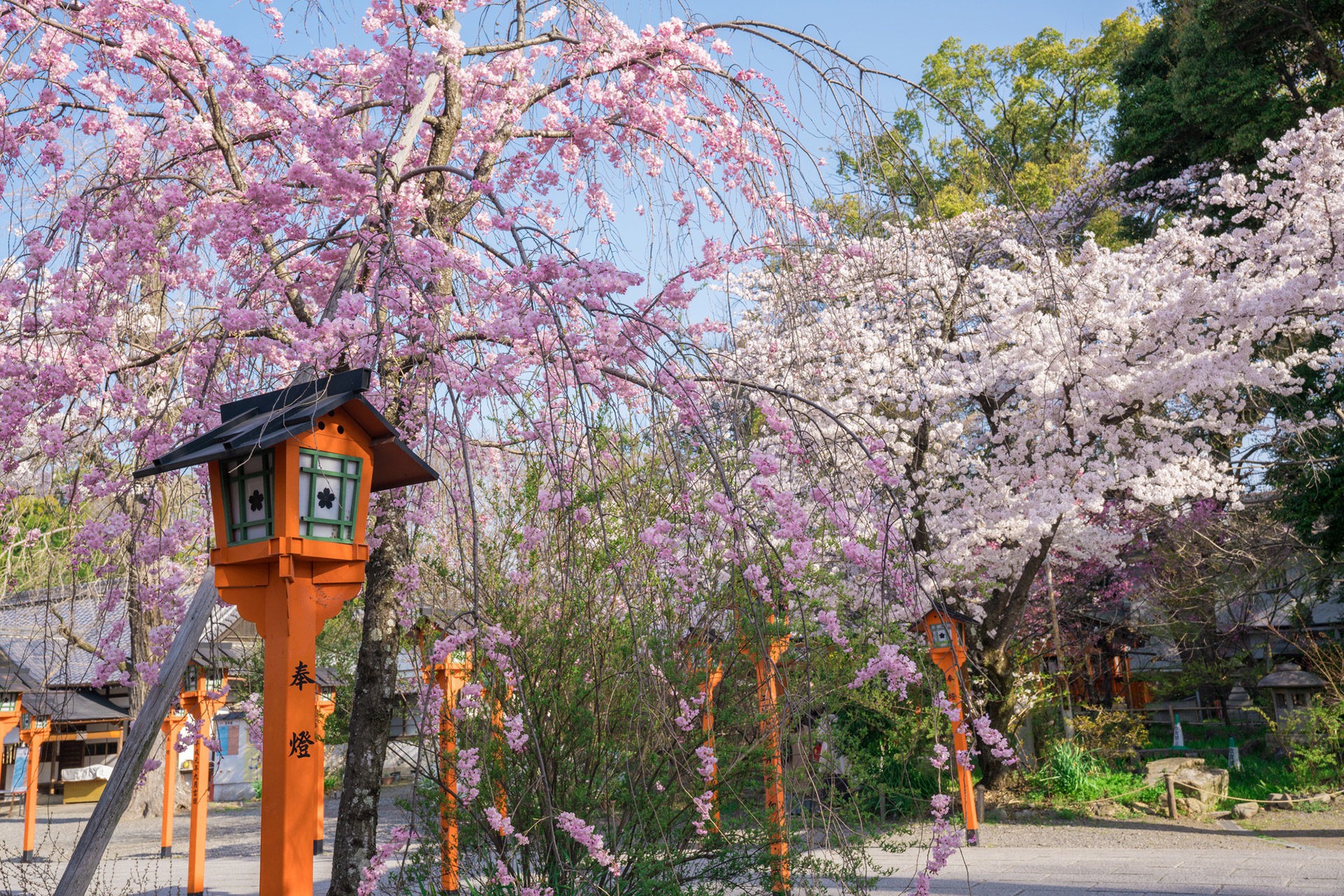 京都-平野神社-桜-種類