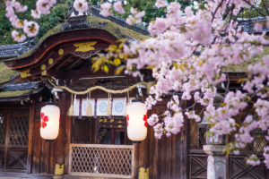 京都-平野神社-桜-風景