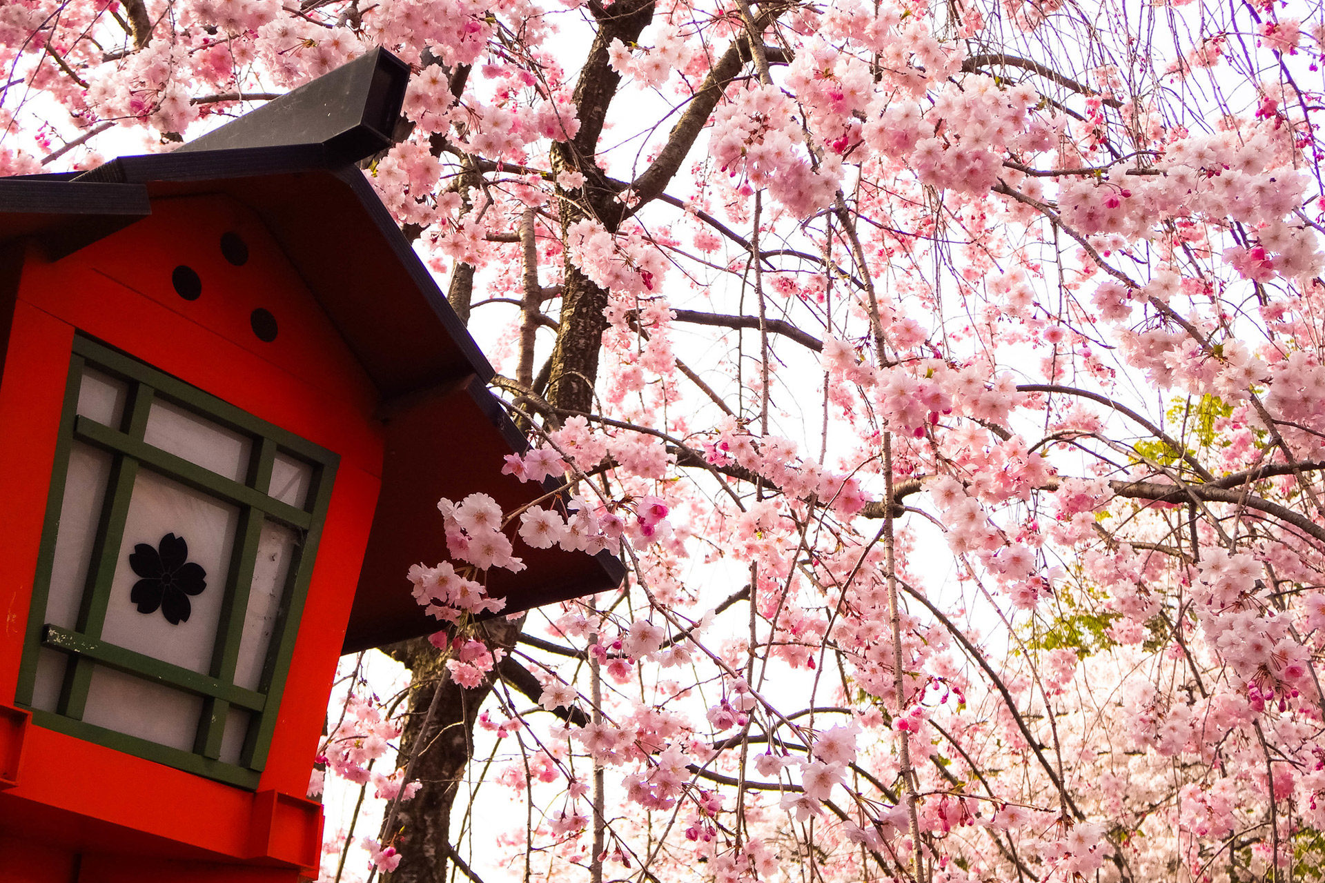 京都-平野神社-珍しい桜