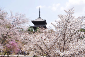 京都-御室桜