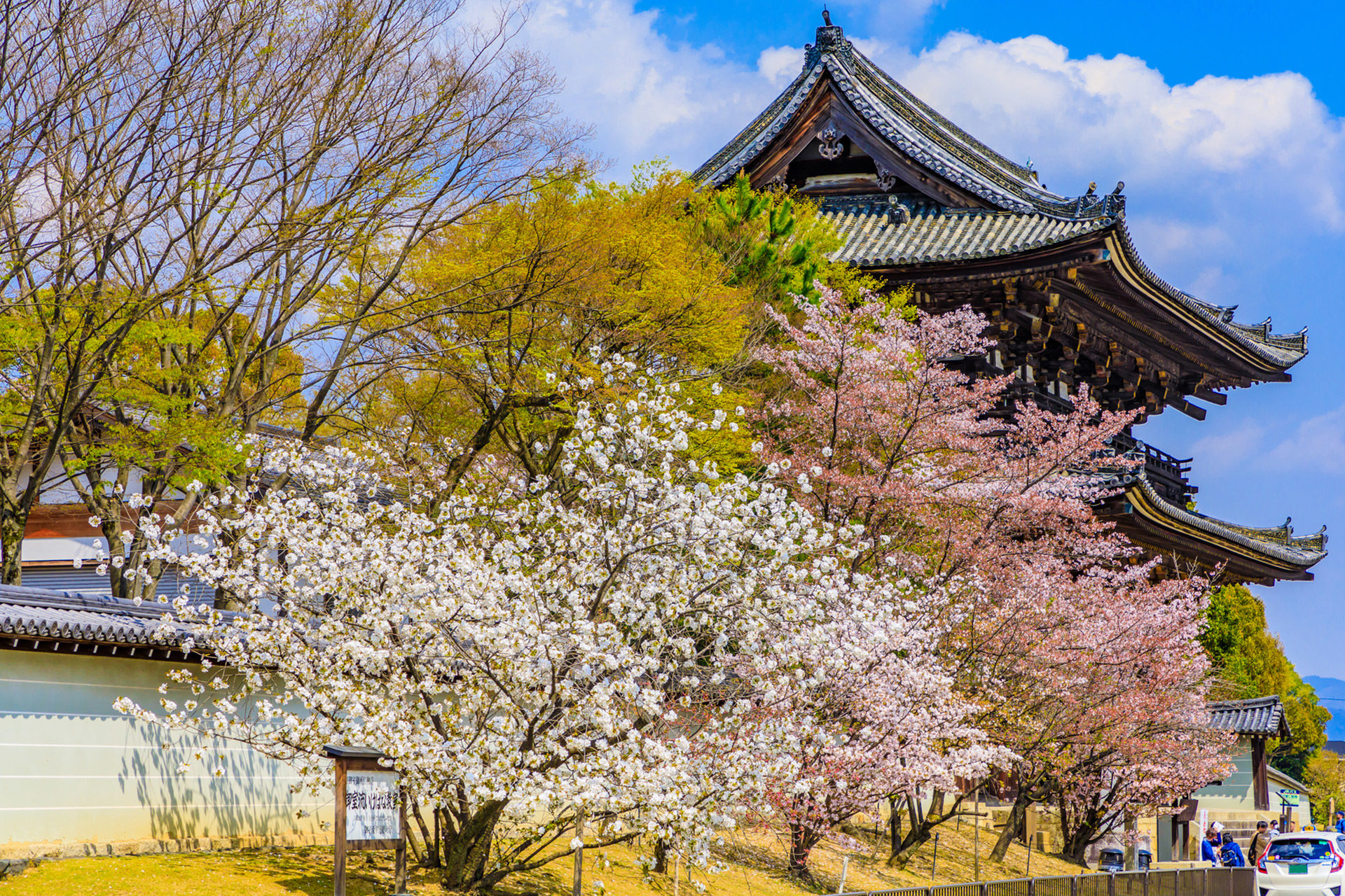京都-御室桜