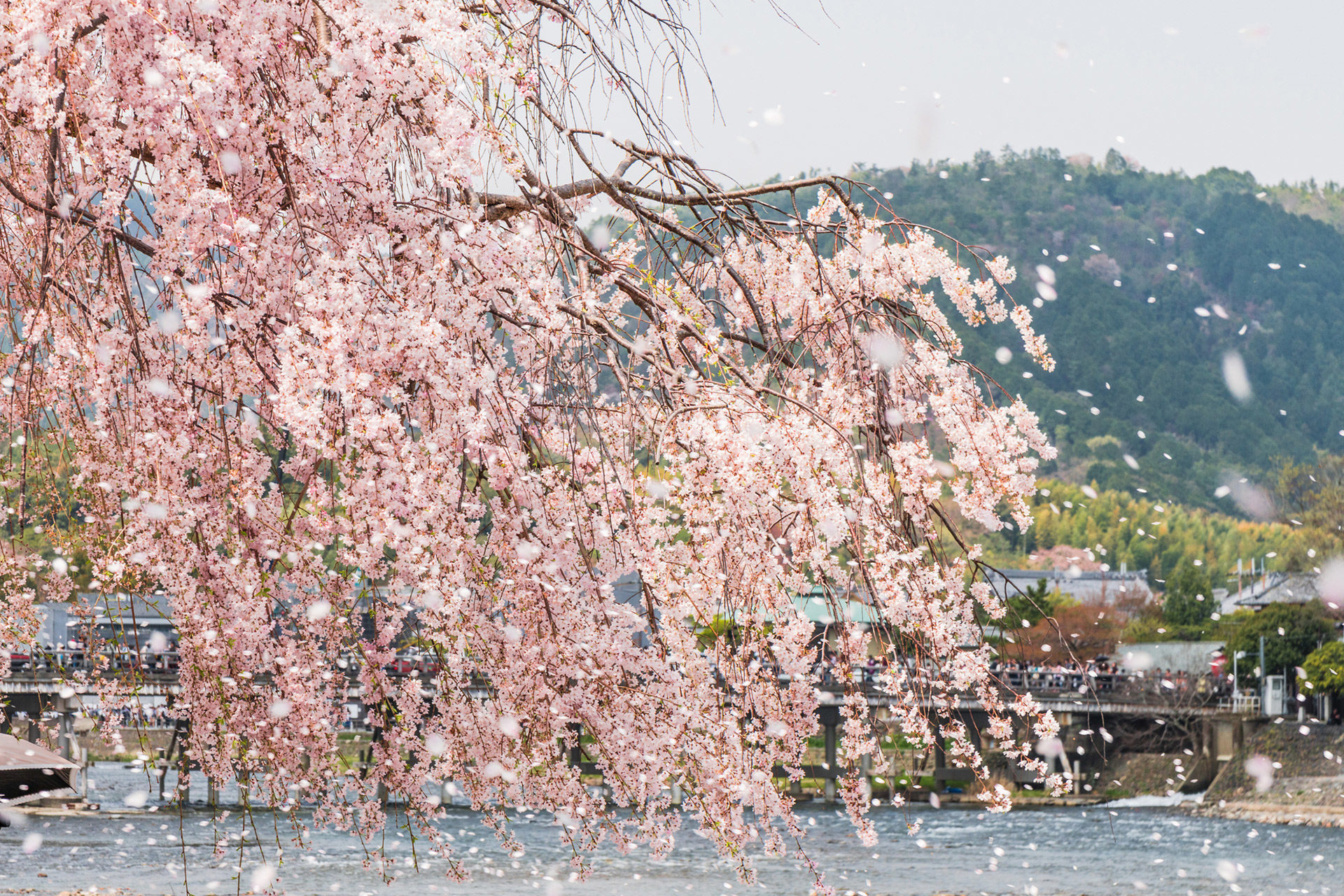 京都-散り桜-イメージ