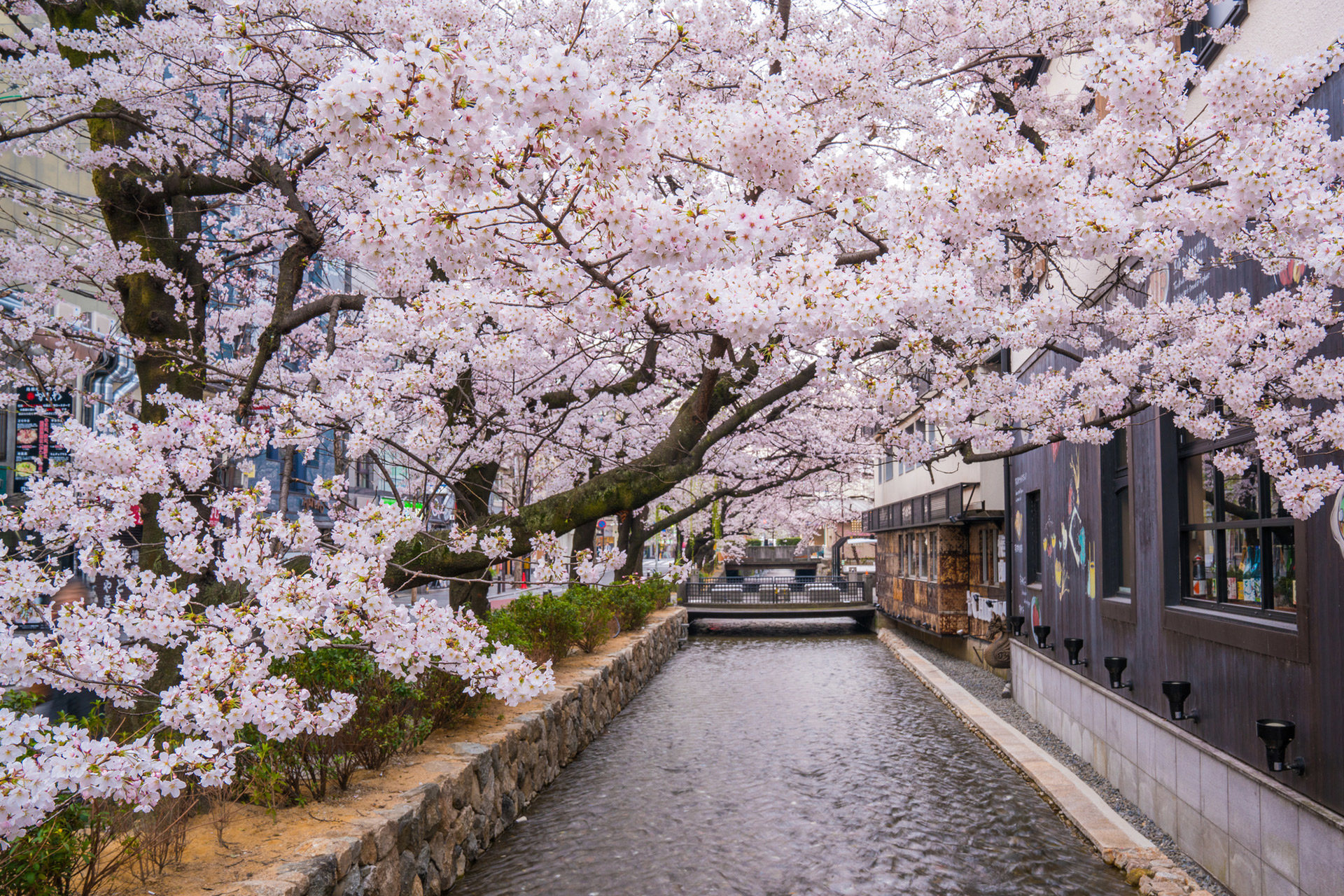 京都-木屋町-桜