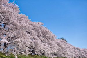 京都-祇園白川-桜