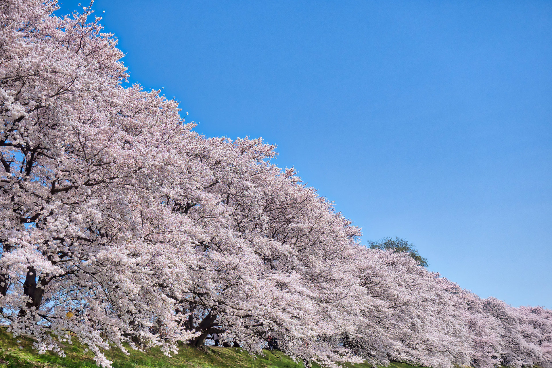京都-祇園白川-桜