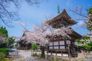 京都-本法寺-桜