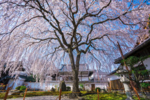 京都-本満寺-枝垂れ桜