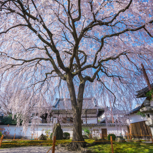 京都-本満寺-枝垂れ桜