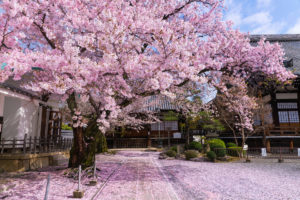 京都-本隆寺-桜
