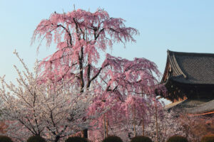京都-東寺-しだれ桜