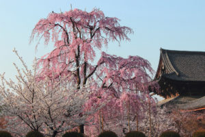 京都-東寺-しだれ桜
