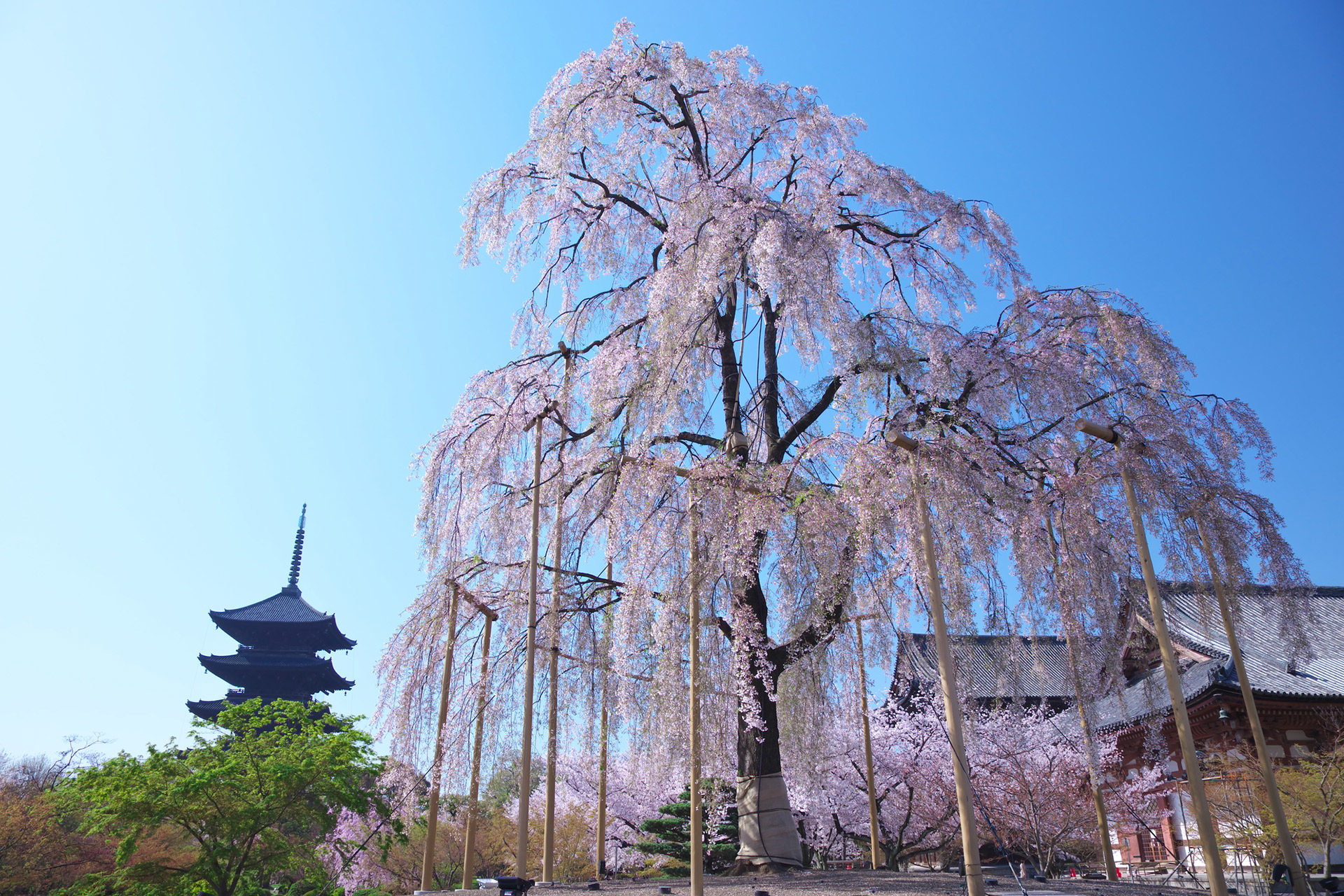京都-東寺-しだれ桜-イメージ