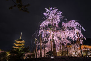 京都-東寺-シダレ桜