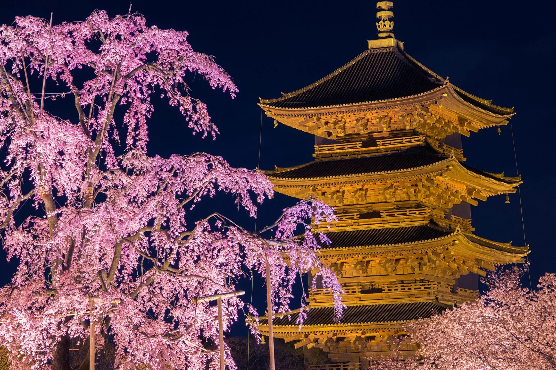 京都　東寺　桜　ライトアップ