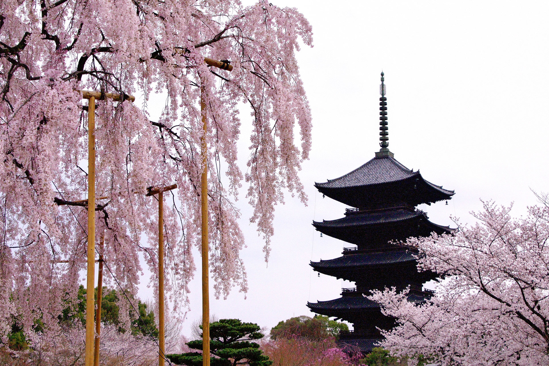 京都-東寺-五重塔-桜