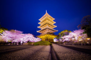京都-東寺-五重塔-桜-ライトアップ