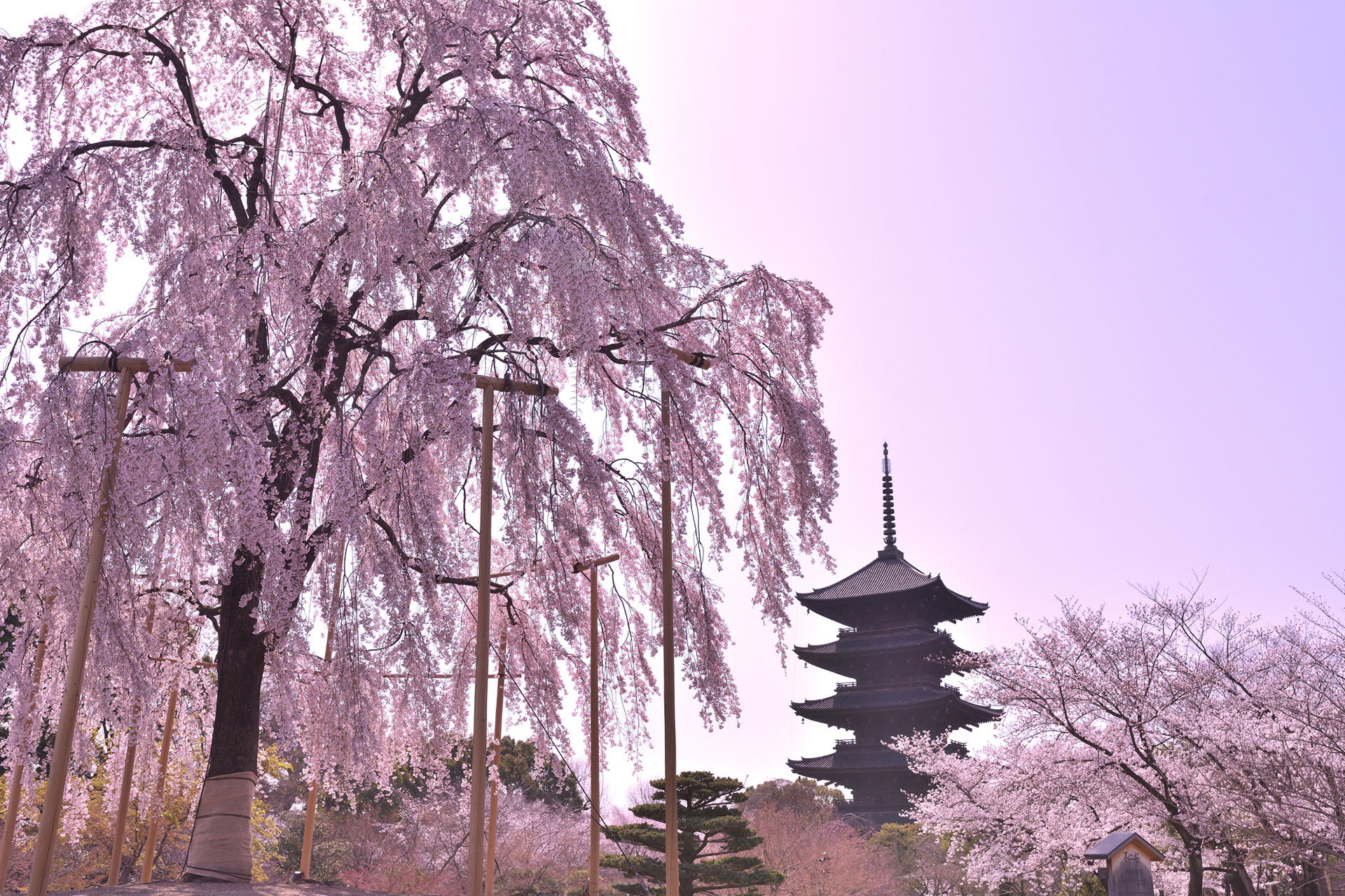 京都-東寺-五重塔-桜