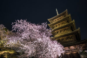 京都-東寺-桜