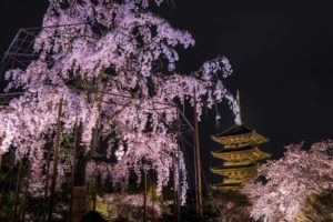 京都-東寺-桜-ライトアップ