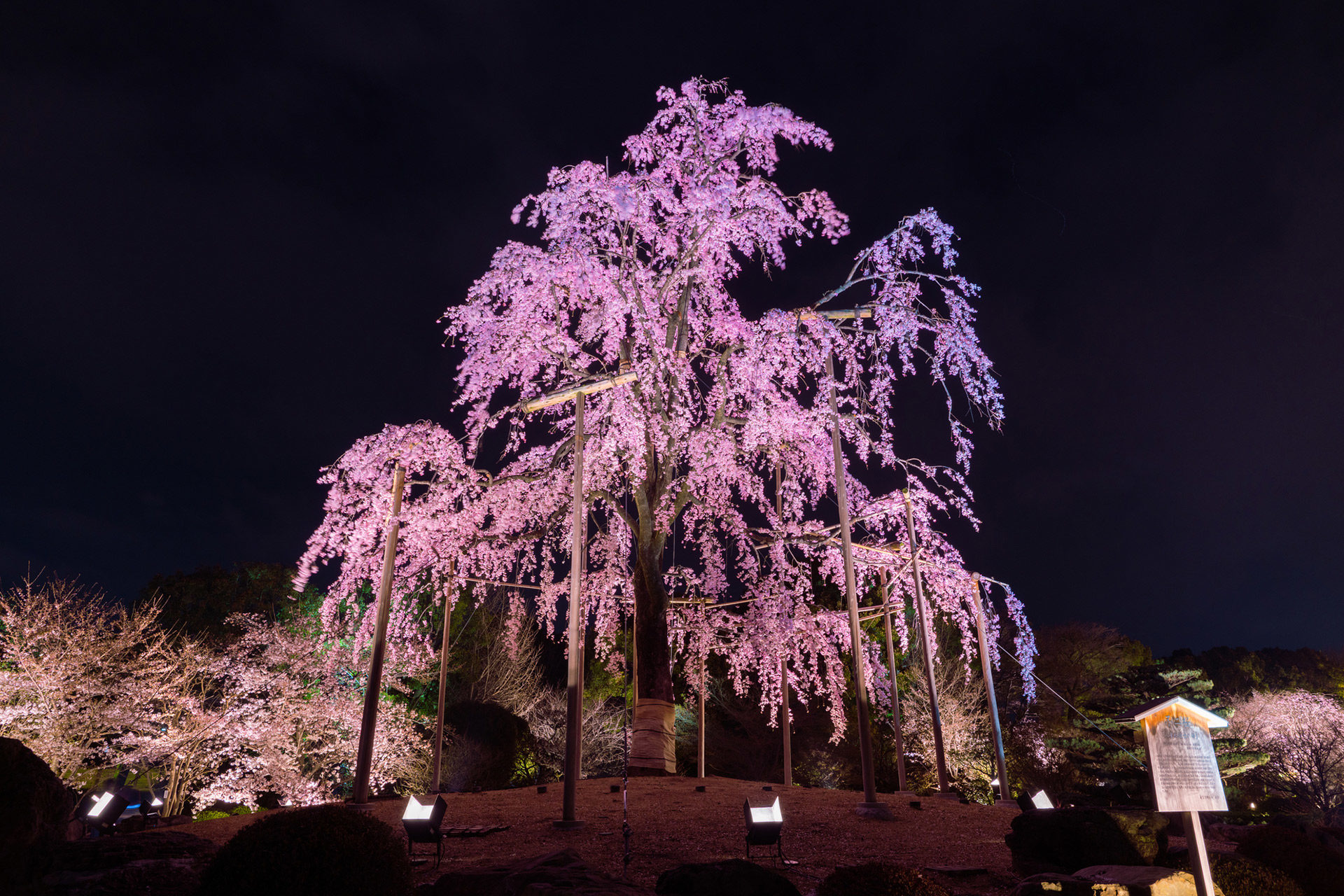 京都-東寺-桜-ライトアップ-イメージ