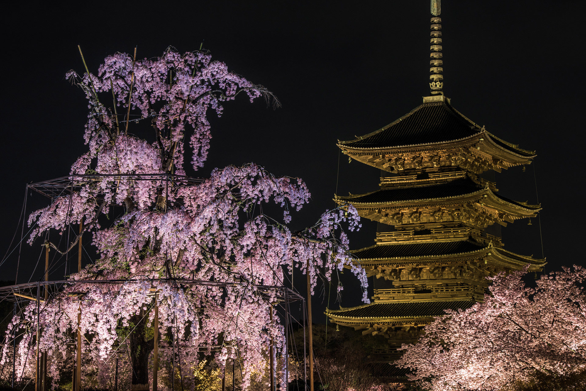 京都-東寺-桜-ライトアップ