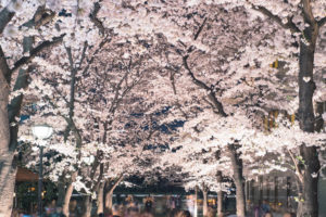 京都-桜-イベント