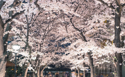 京都-桜-イベント