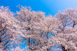 京都-桜-イメージ
